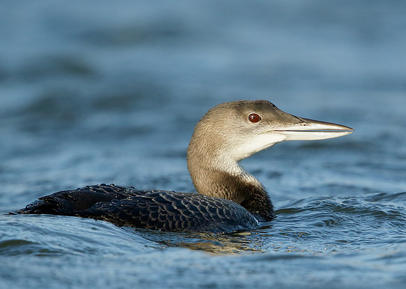 Great Northern Diver Gavia immer