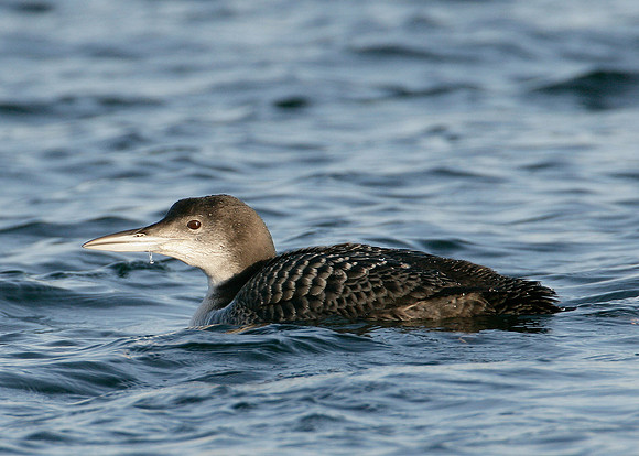 Great Northern Diver Gavia immer