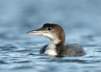 Great Northern Diver Gavia immer