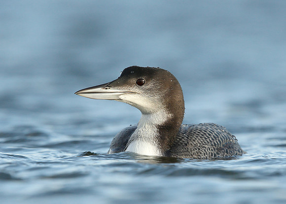 Great Northern Diver Gavia immer