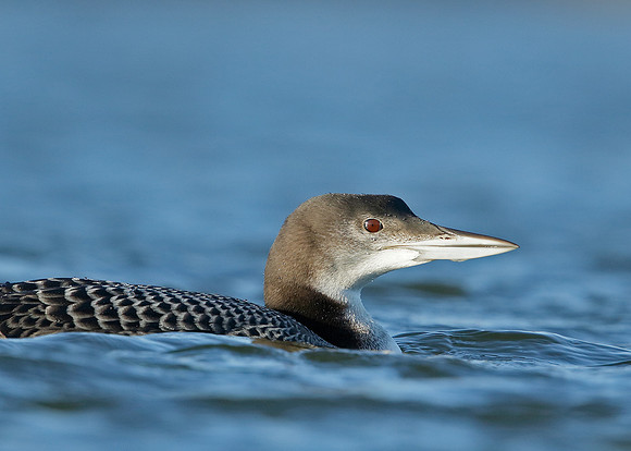 Great Northern Diver Gavia immer