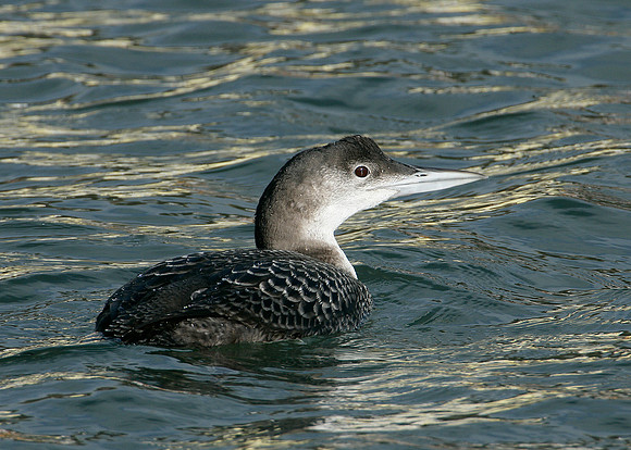 Great Northern Diver Gavia immer