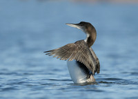 Great Northern Diver Gavia immer