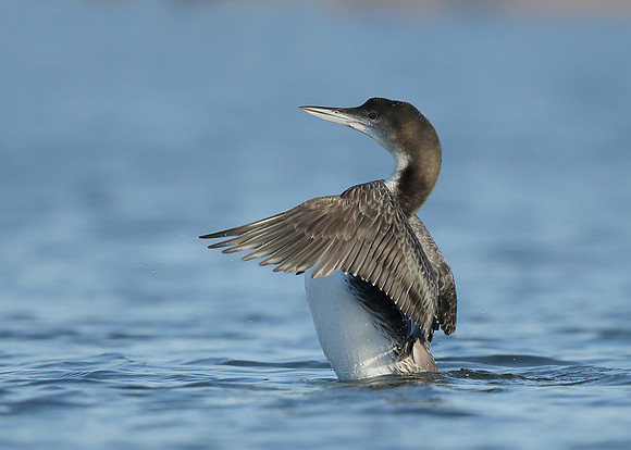 Great Northern Diver Gavia immer
