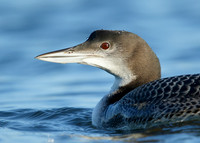 Great Northern Diver Gavia immer