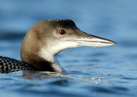 Great Northern Diver Gavia immer