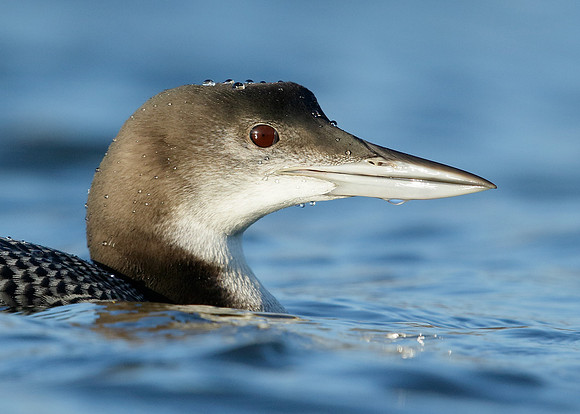 Great Northern Diver Gavia immer