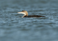 Great Northern Diver Gavia immer