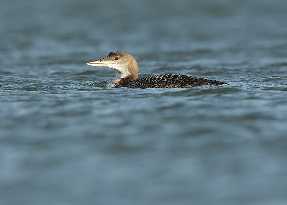 Great Northern Diver Gavia immer