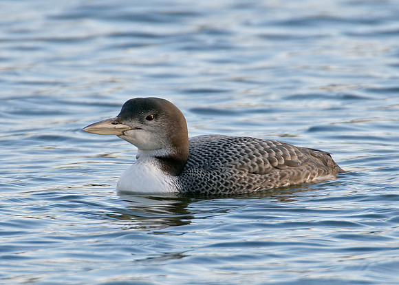 Great Northern Diver Gavia immer