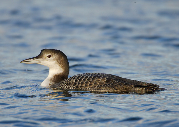 Great Northern Diver Gavia immer