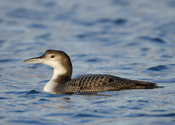 Great Northern Diver Gavia immer