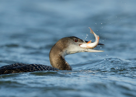 Great Northern Diver Gavia immer