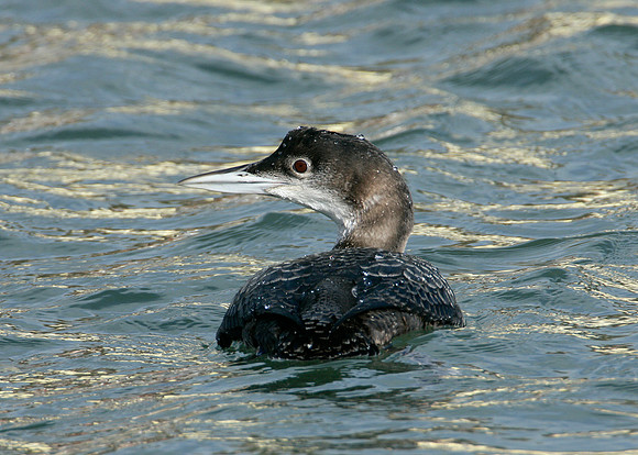Great Northern Diver Gavia immer