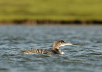 Great Northern Diver Gavia immer