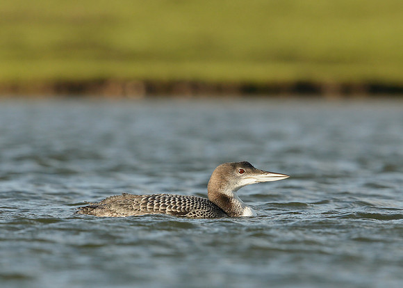 Great Northern Diver Gavia immer