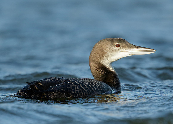 Great Northern Diver Gavia immer