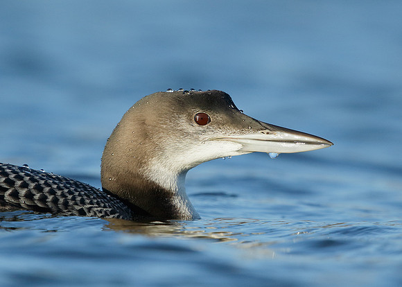 Great Northern Diver Gavia immer