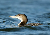 Great Northern Diver Gavia immer