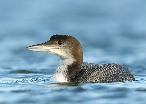 Great Northern Diver Gavia immer