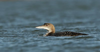 Great Northern Diver Gavia immer