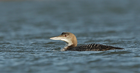 Great Northern Diver Gavia immer