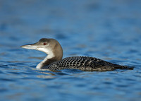 Great Northern Diver Gavia immer