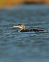 Great Northern Diver Gavia immer
