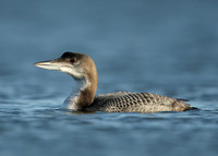 Great Northern Diver Gavia immer