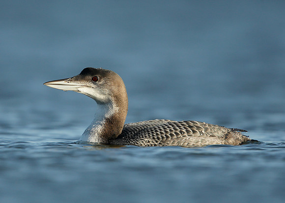 Great Northern Diver Gavia immer