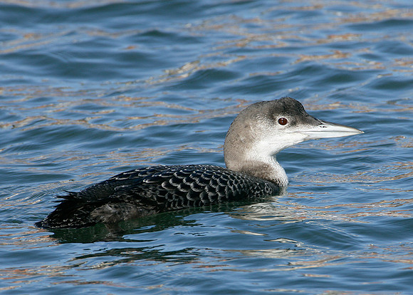Great Northern Diver Gavia immer