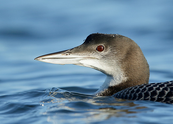 Great Northern Diver Gavia immer