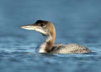 Great Northern Diver Gavia immer