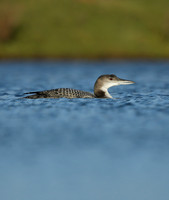 Great Northern Diver Gavia immer