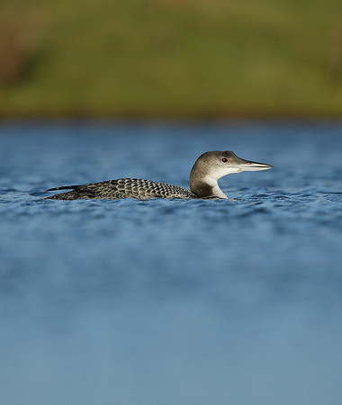 Great Northern Diver Gavia immer