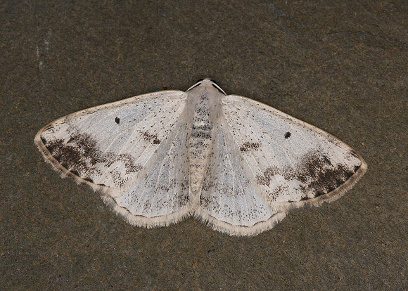 Clouded Silver Lomographa temerata