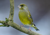 Greenfinch Chloris chloris