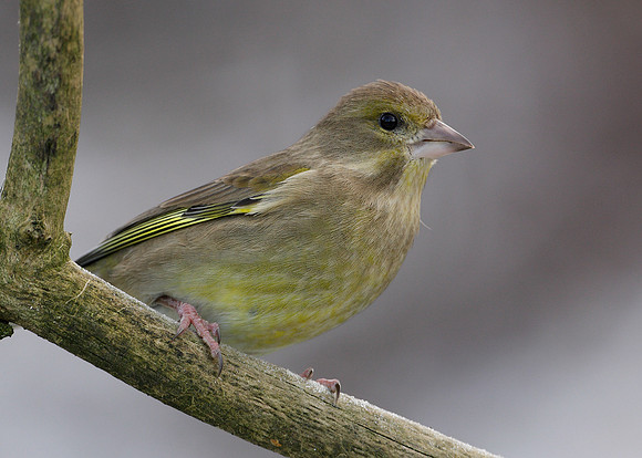 Greenfinch Chloris chloris