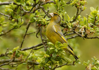 Greenfinch Chloris chloris