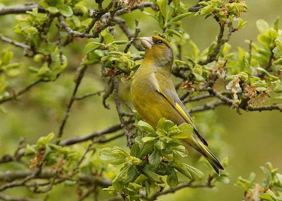 Greenfinch Chloris chloris