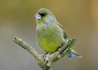 Greenfinch Chloris chloris
