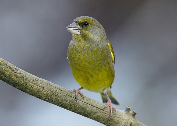 Greenfinch Chloris chloris