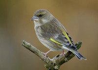 Greenfinch Chloris chloris
