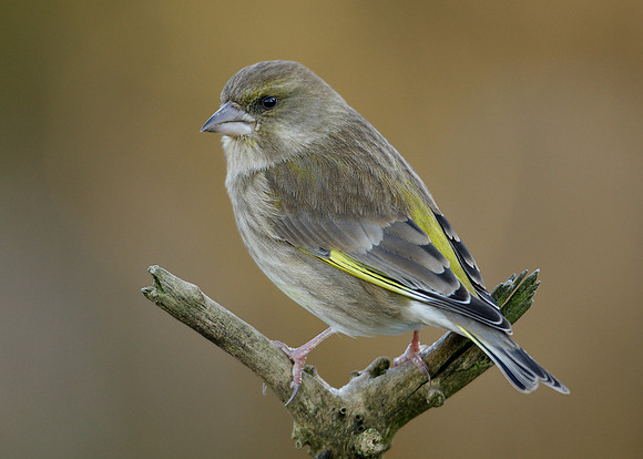 Greenfinch Chloris chloris