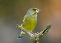 Greenfinch Chloris chloris