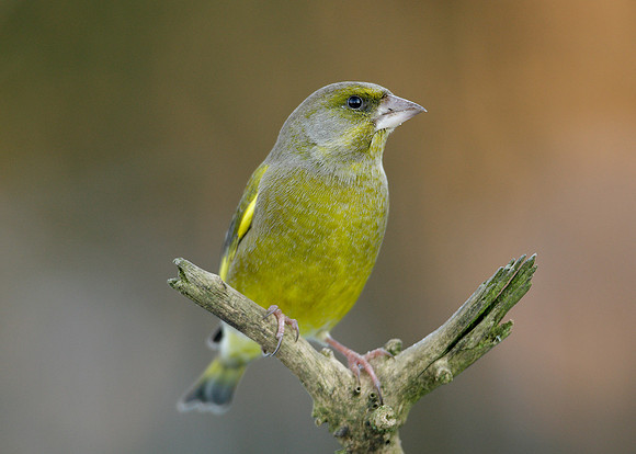 Greenfinch Chloris chloris