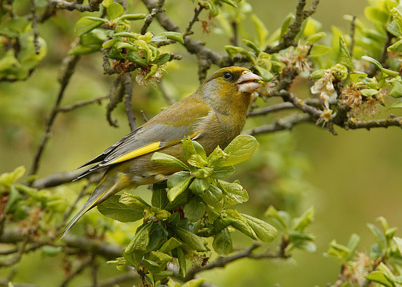 Greenfinch Chloris chloris