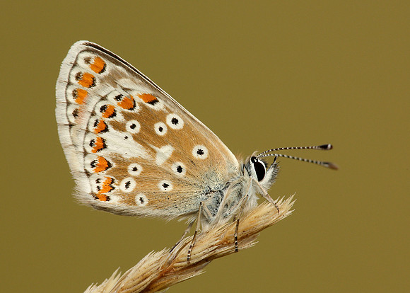 Brown Argus Aricia agestis