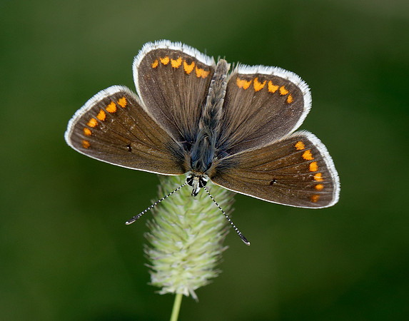 Brown Argus Aricia agestis