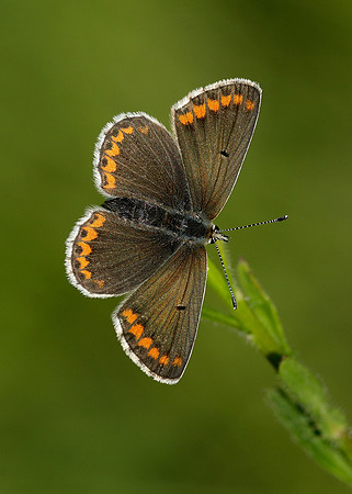 Brown Argus Aricia agestis